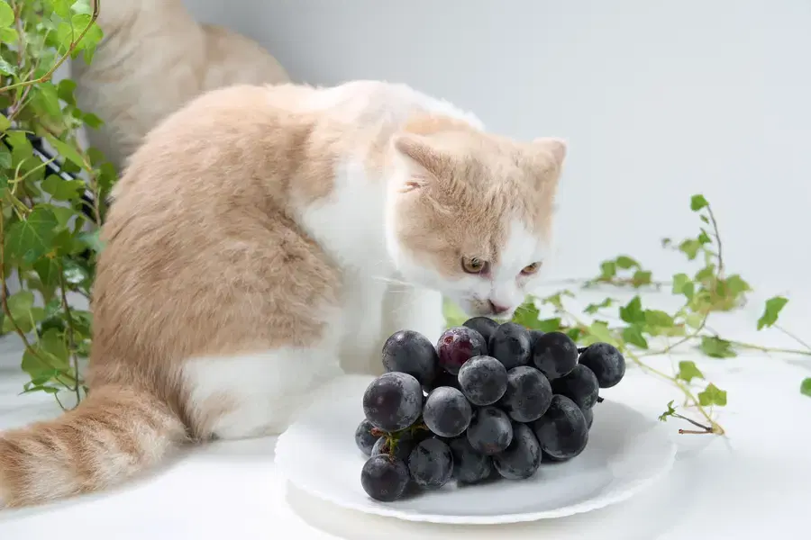 Can Cats Eat Grapes