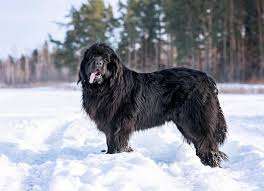 newfoundland dog
