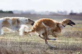 Borzoi dog breed
