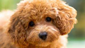 Maltipoo Dog Breed