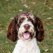 Bernedoodle dog breed
