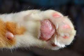 Cat paws