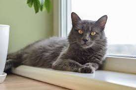 grey cat breeds