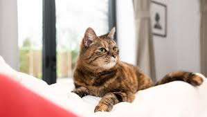 Tortoiseshell Cat
