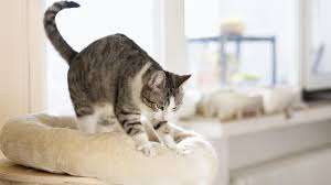 Why Do Cats Knead