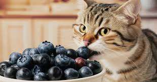 Can Cats Eat Blueberries