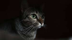 Can Cats See in the Dark