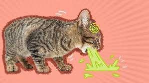 Cat Vomiting