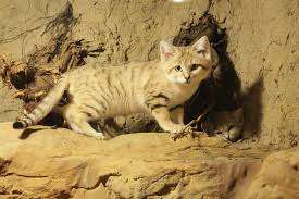 Sand cat paw covered with thick fur to protect from hot desert sand.