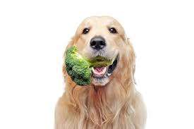 Can dogs eat broccoli