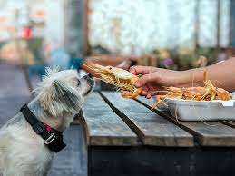 Can dogs eat shrimp