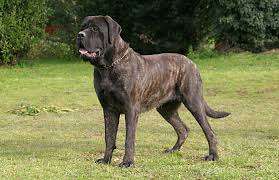 English Mastiff