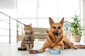 Can Dogs Eat Cat Food