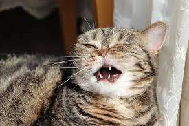 Why is my cat sneezing