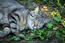 catnip for cats