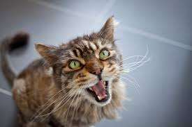 Cat Meowing