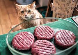 Do Cats Need High Protein