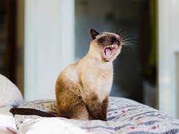 Cat Coughing