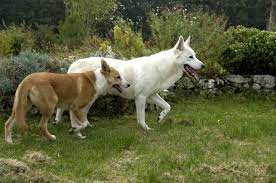 Canaan Dog Breed Guide