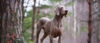Weimaraner Dog Breed