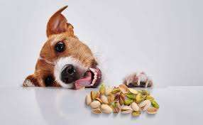 Can Dogs Eat Pistachios