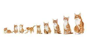 Cat Age in Human Years