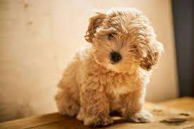 Cavapoo Dog Breed