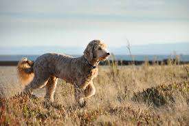 Goldendoodle Dog Breed Guide