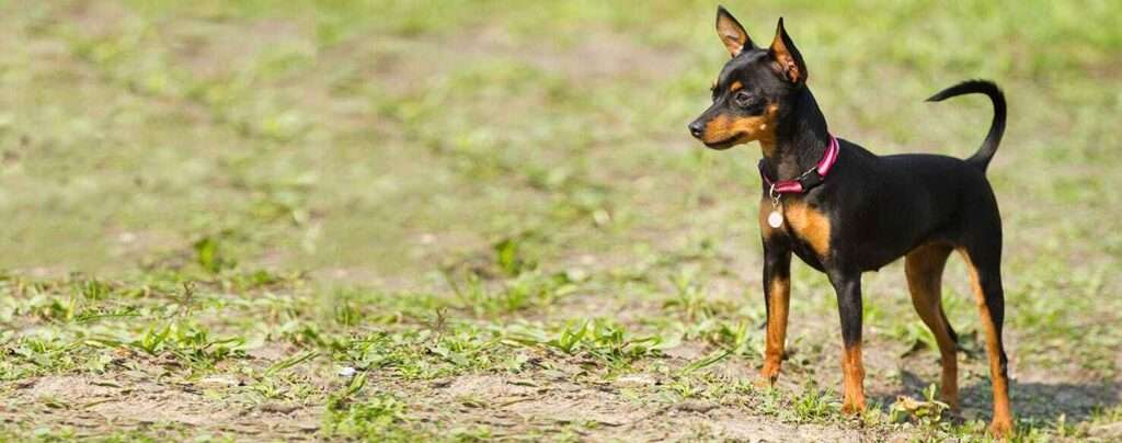 Miniature Pinscher Dog Breed