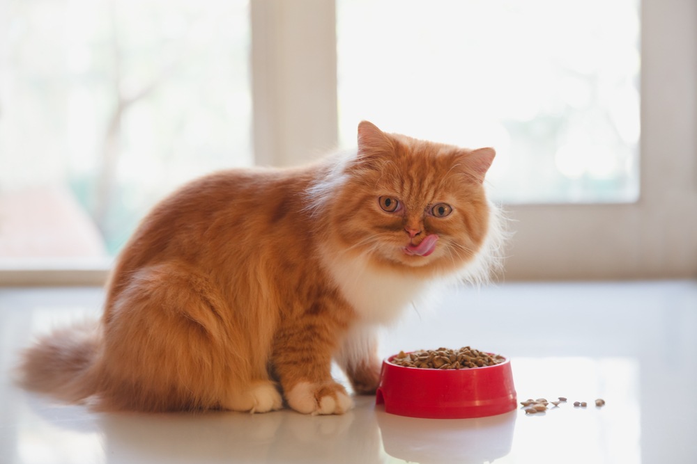 Do cats need fiber