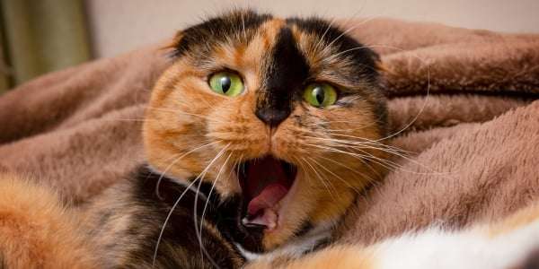 Cat Coughing