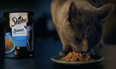 sheba cat food