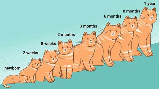 When Do Cats Stop Growing