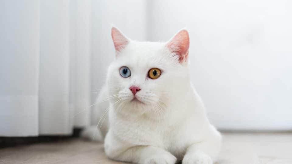White cat
