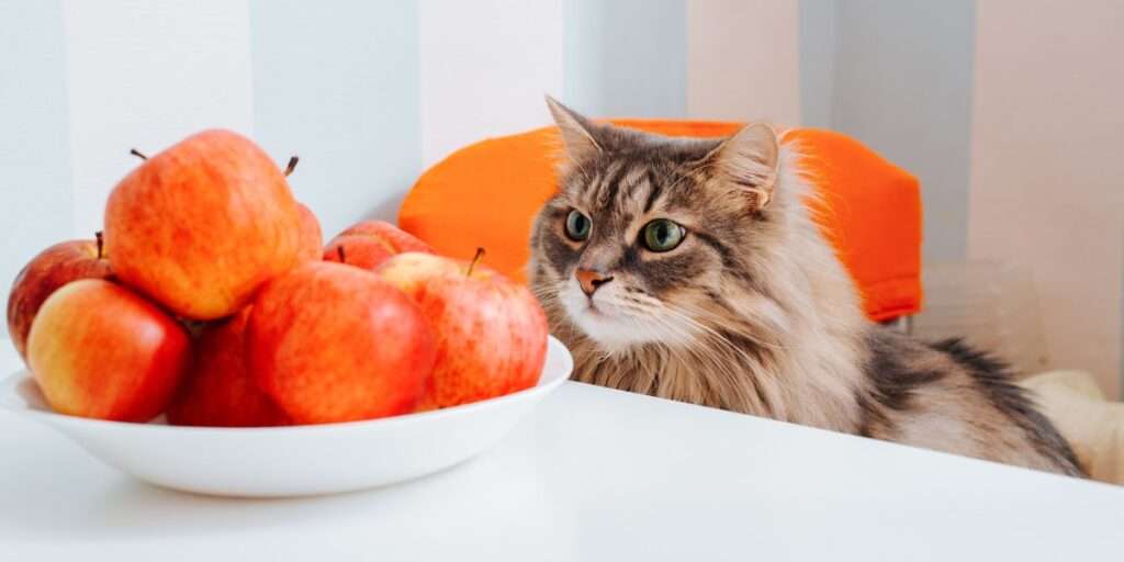 can cats eat apples
