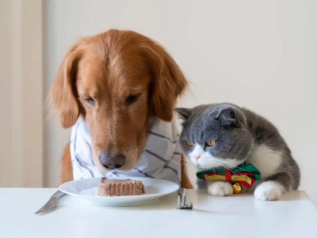 Can cats eat dog food