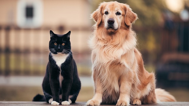 Petsfoodhub