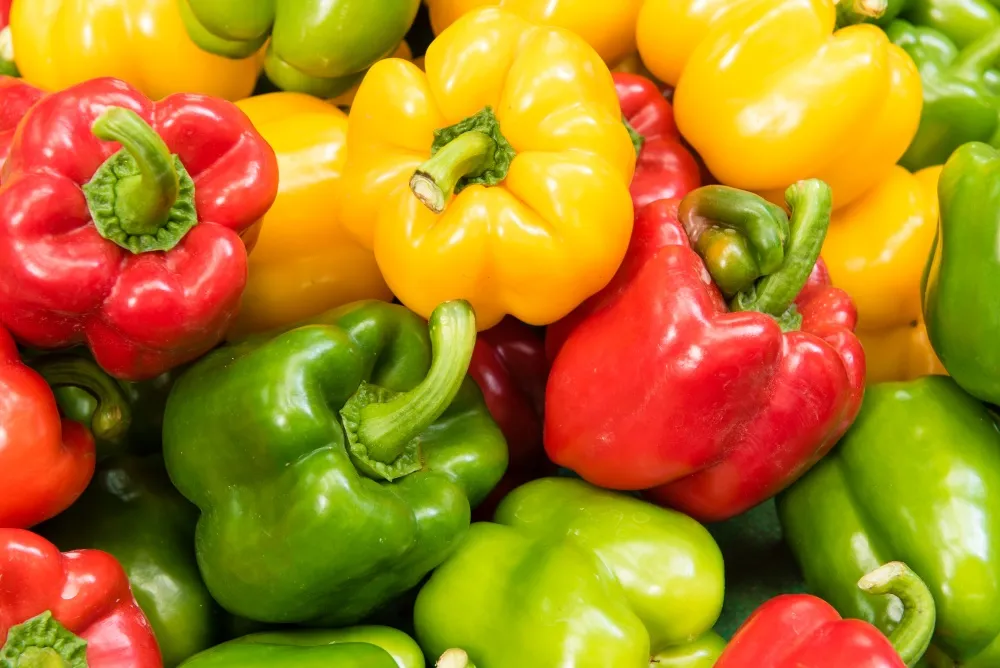 Can Dogs Eat Bell Peppers