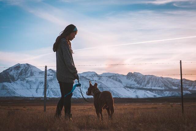 Pet training and behaviour