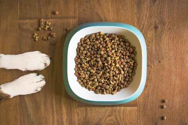 Pet Nutrition Guidance