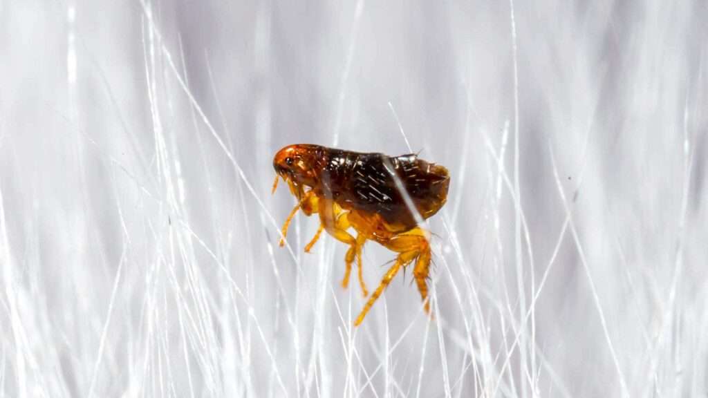 how to get rid of fleas on pets