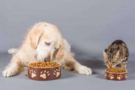 Can cats eat dog food