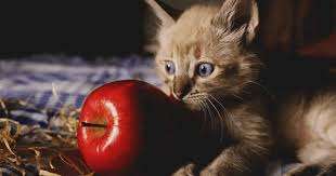 can cats eat apples